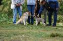 tiersegnung_2011_14