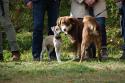 tiersegnung_2011_19