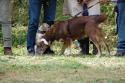 tiersegnung_2011_20