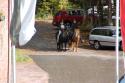 tiersegnung_2011_23