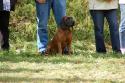 tiersegnung_2011_25