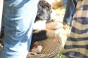 tiersegnung_2011_31