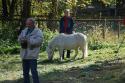 tiersegnung_2011_32
