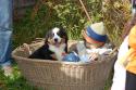 tiersegnung_2011_37