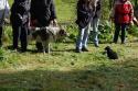 tiersegnung_2011_53