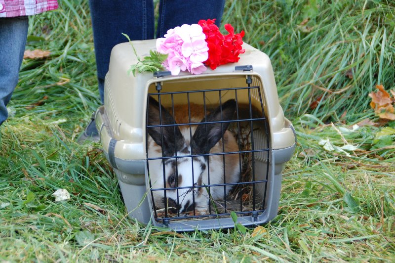 tiersegnung_2011_02