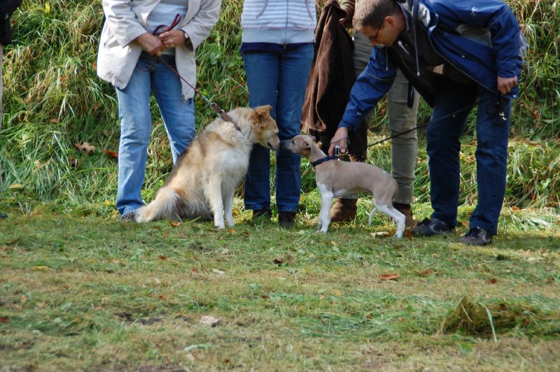 tiersegnung_2011_14