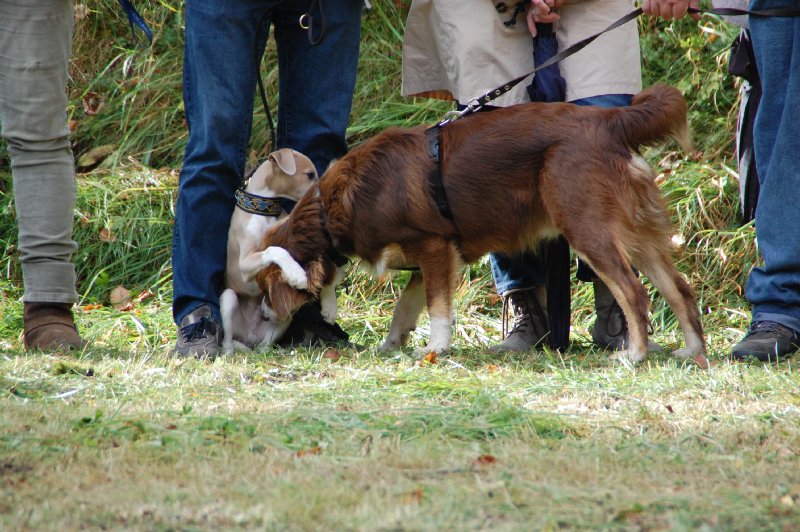 tiersegnung_2011_20