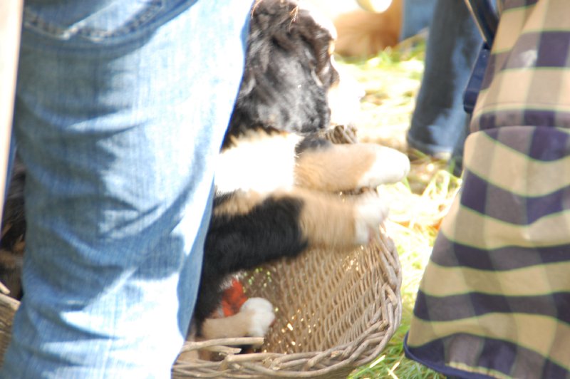 tiersegnung_2011_31