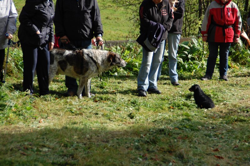 tiersegnung_2011_53