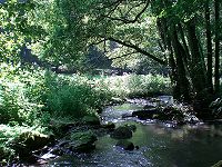der Buchenbach im Buchental der Buchenbach im Buchental