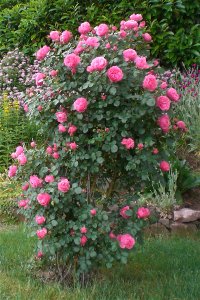 Rosen im Klostergarten Rosen im Klostergarten